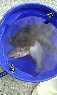 釣果
